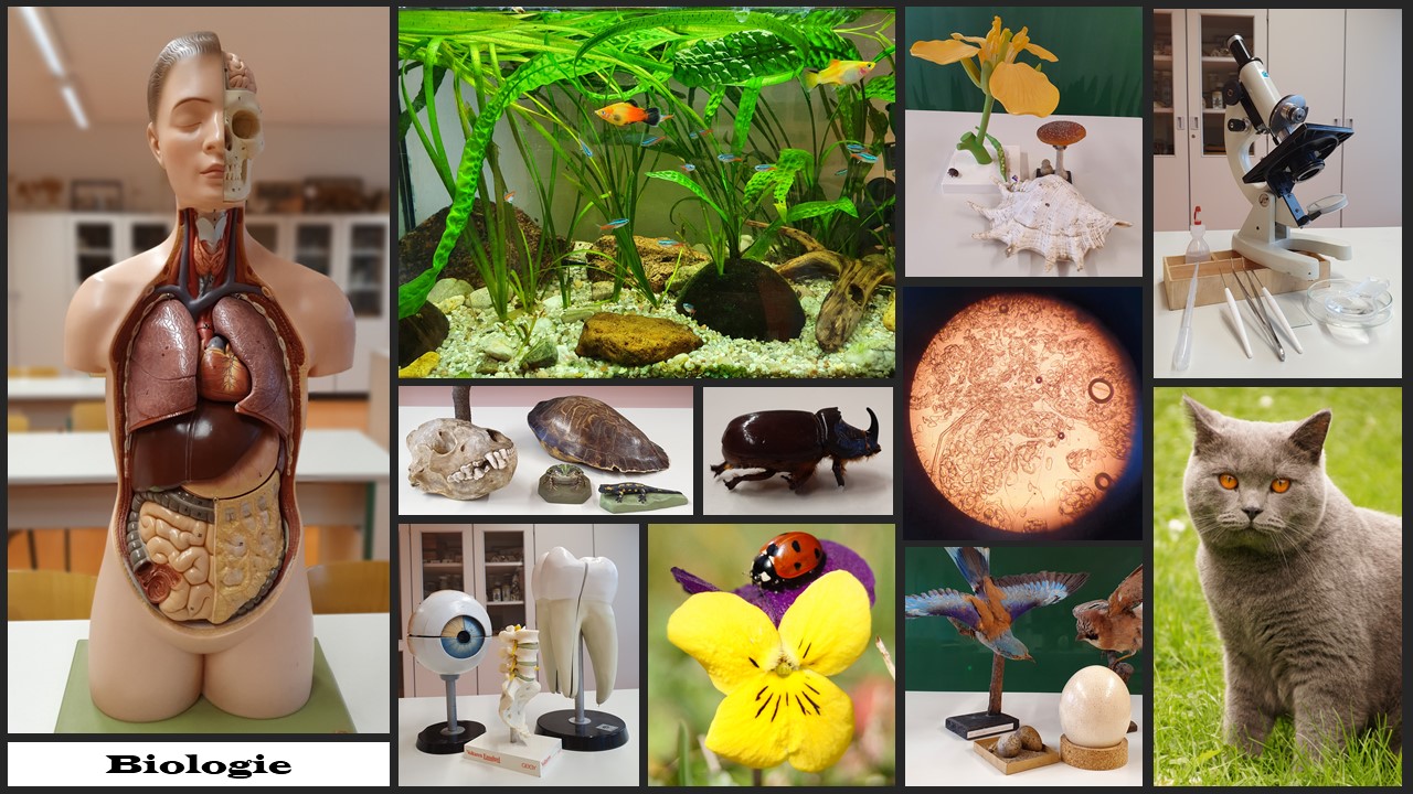 Vorstellung Biologie als Poster